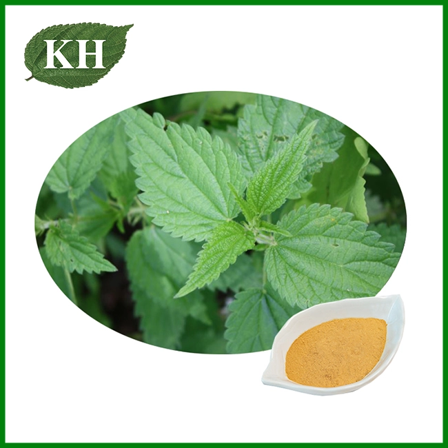 Nettle Extract Powder